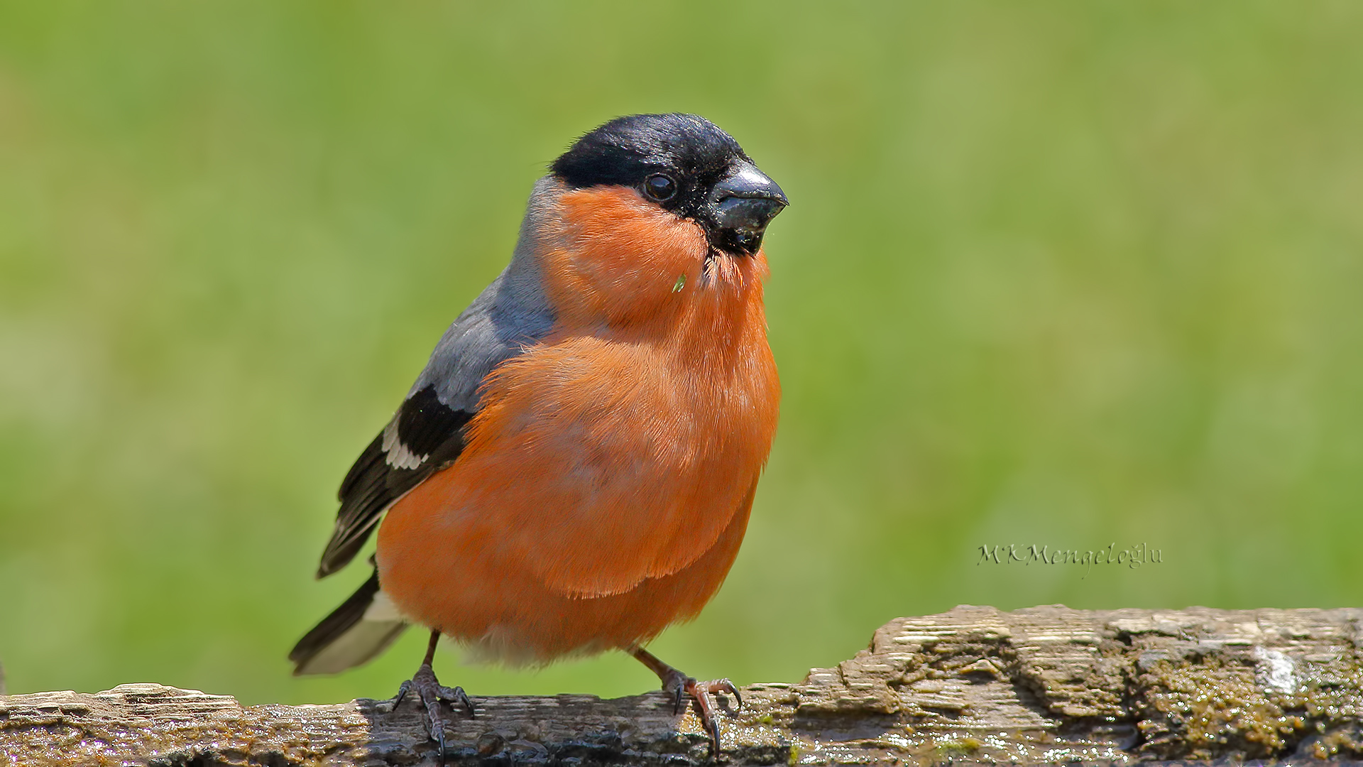 Eurasian Bullfinch